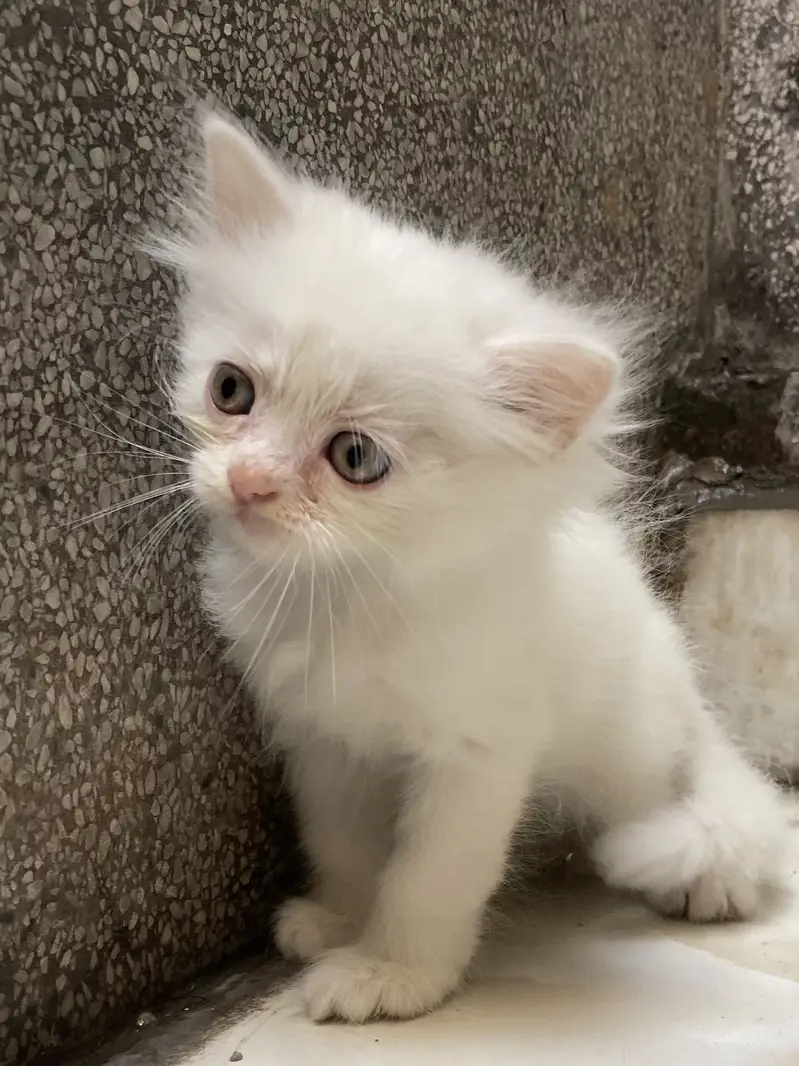 Cat Baby — photo 6