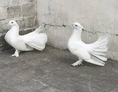 Laka Pair Beautiful