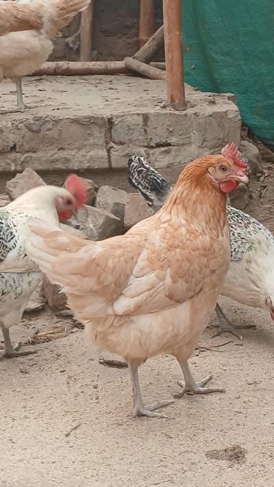 Golden Misri Hens | Egg Laying Hens | Ande Wali Murgi