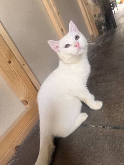 Double coated male persian kitten