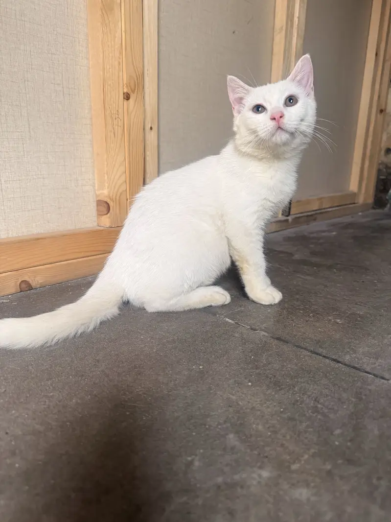 Double coated male persian kitten — photo 2