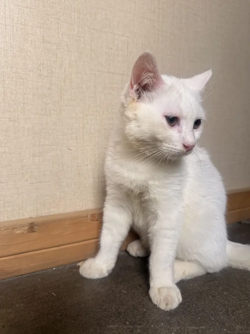Double coated male persian kitten — photo 3