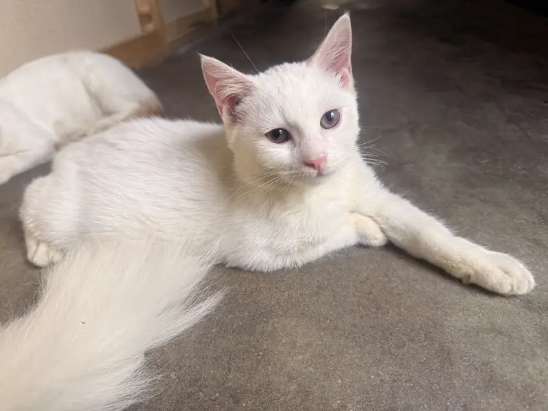 Double coated male persian kitten — photo 4