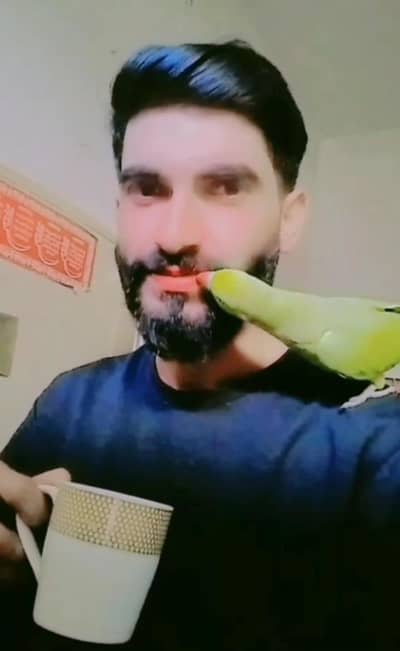 Beautiful Parrot for Sale