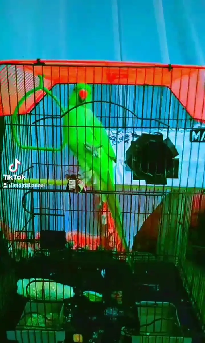 Beautiful Parrot for Sale — photo 3