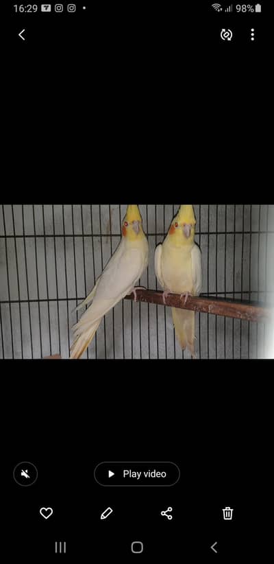 COMMON WHITE  COCKTAIL BREEDER PAIR WITH HISTORY |  3 chicks average