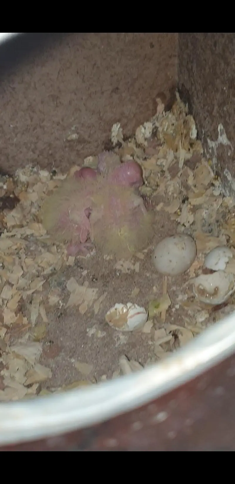 COMMON WHITE  COCKTAIL BREEDER PAIR WITH HISTORY |  3 chicks average — photo 2