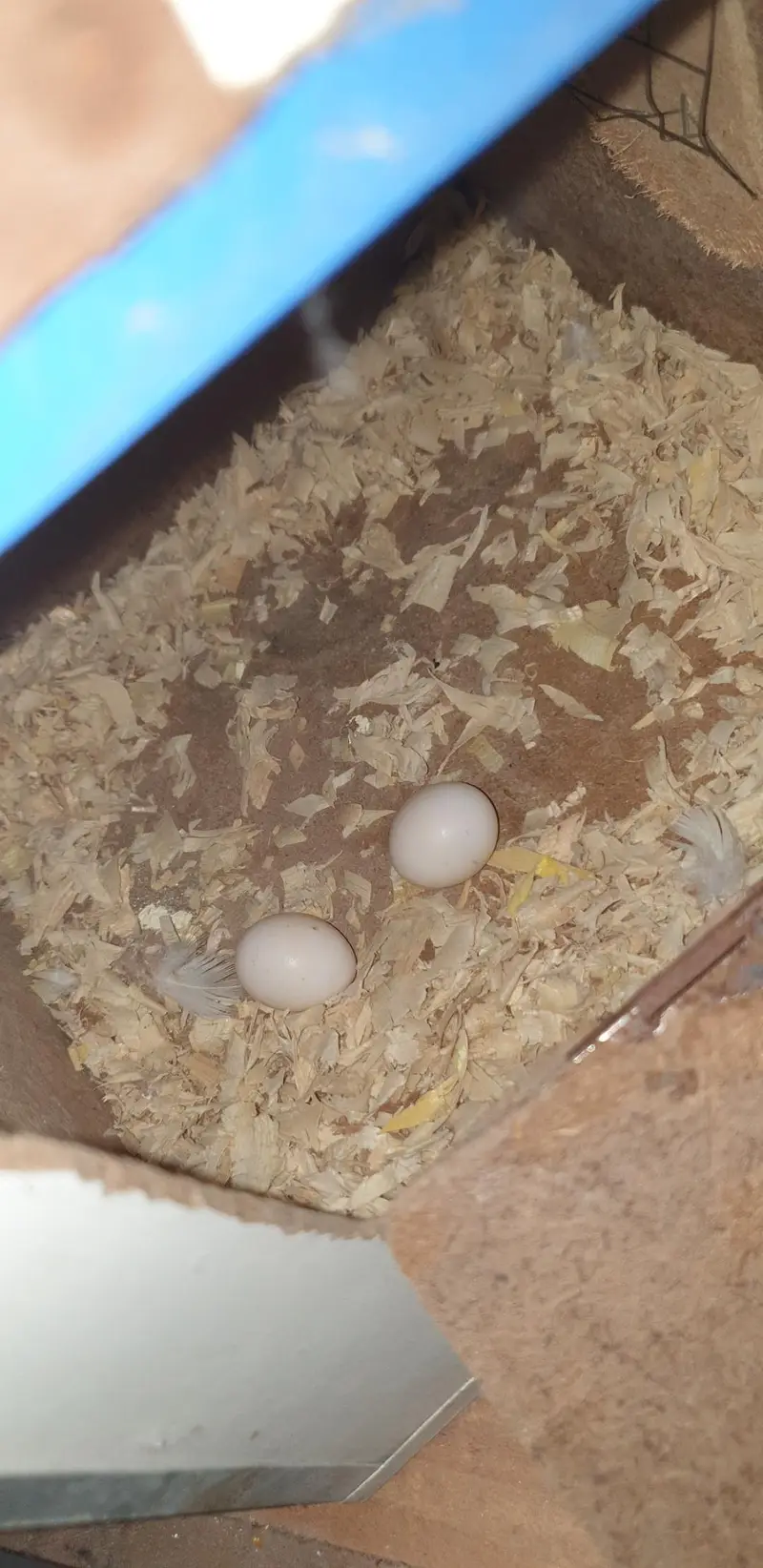 COMMON WHITE  COCKTAIL BREEDER PAIR WITH HISTORY |  3 chicks average — photo 3