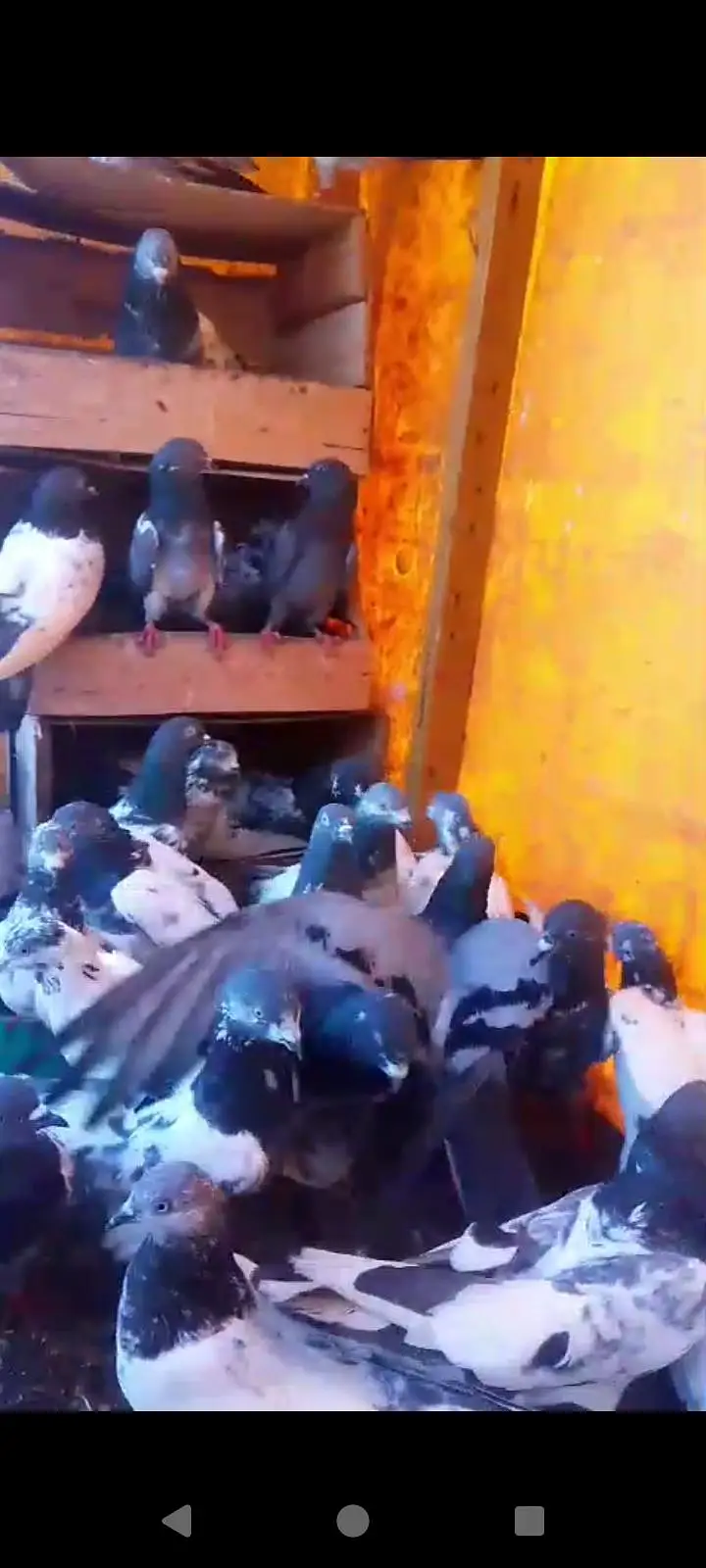 kabutar bahut acche Hain har nasl ka kabutar hai Lene wala rabta Karen — photo 2