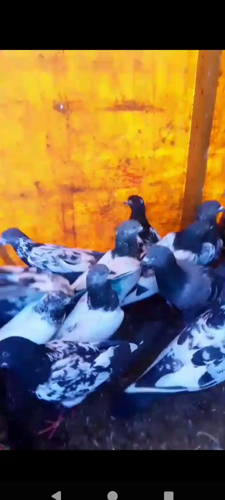 kabutar bahut acche Hain har nasl ka kabutar hai Lene wala rabta Karen — photo 3