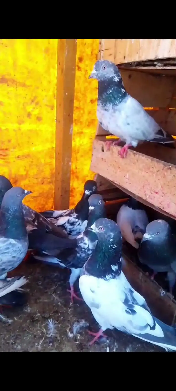 kabutar bahut acche Hain har nasl ka kabutar hai Lene wala rabta Karen — photo 4