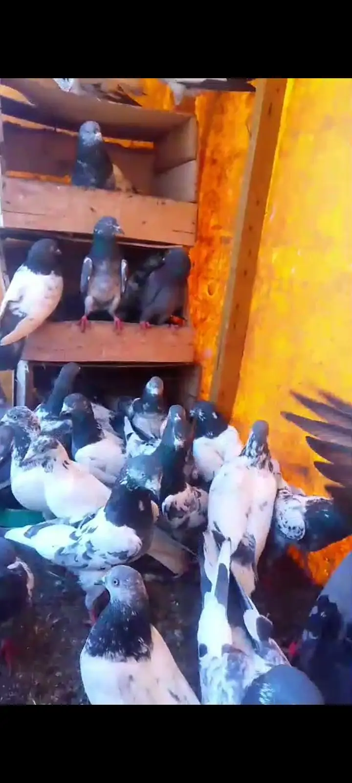 kabutar bahut acche Hain har nasl ka kabutar hai Lene wala rabta Karen — photo 5