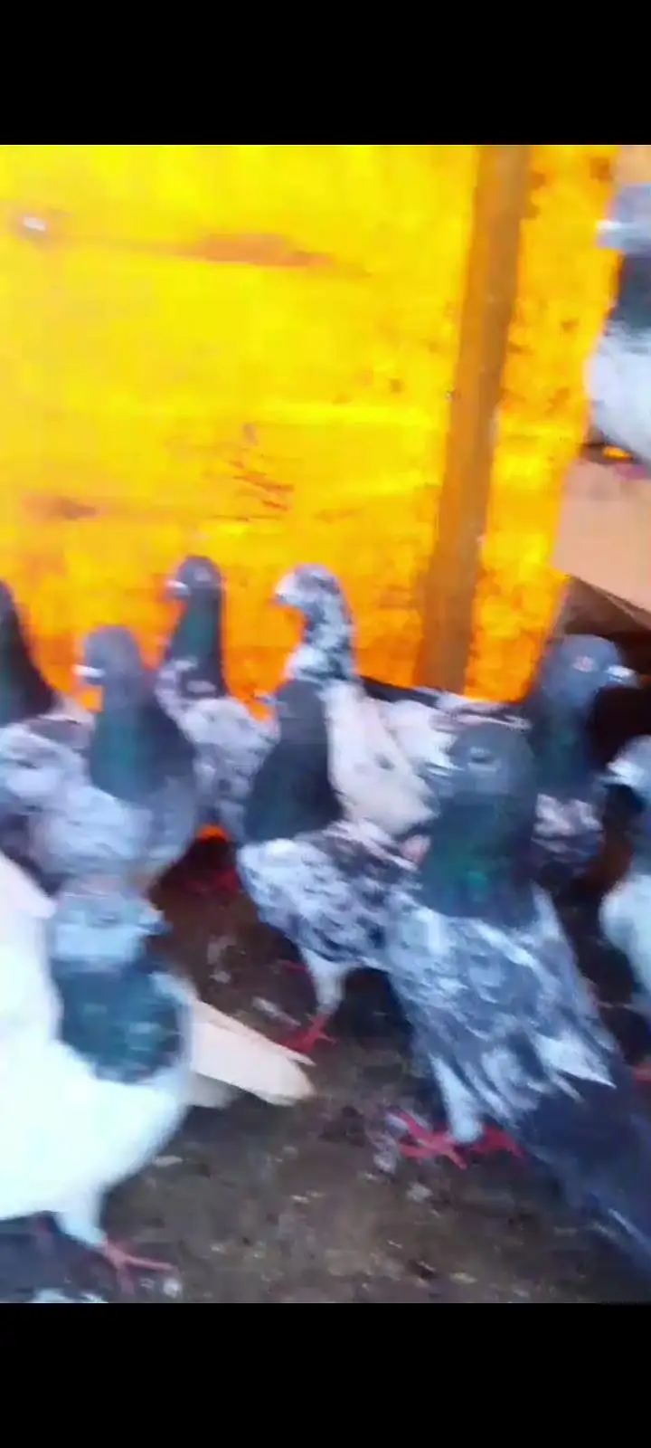 kabutar bahut acche Hain har nasl ka kabutar hai Lene wala rabta Karen — photo 6