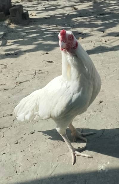 Heera Aseel Pair & Golden Buff Roosters Available for Sale