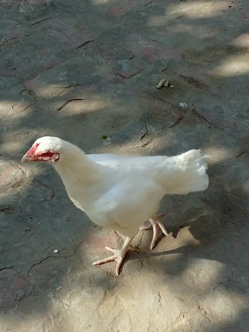 Heera Aseel Pair & Golden Buff Roosters Available for Sale — photo 2