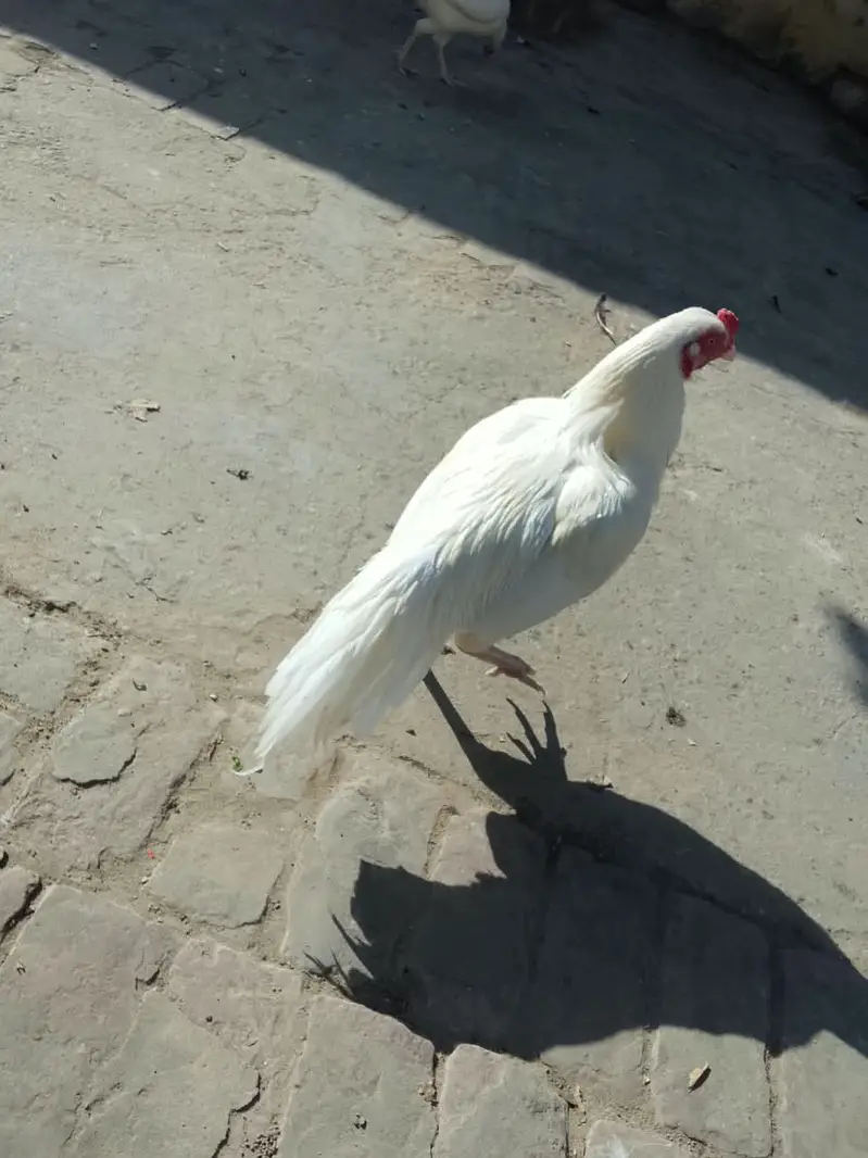 Heera Aseel Pair & Golden Buff Roosters Available for Sale — photo 3