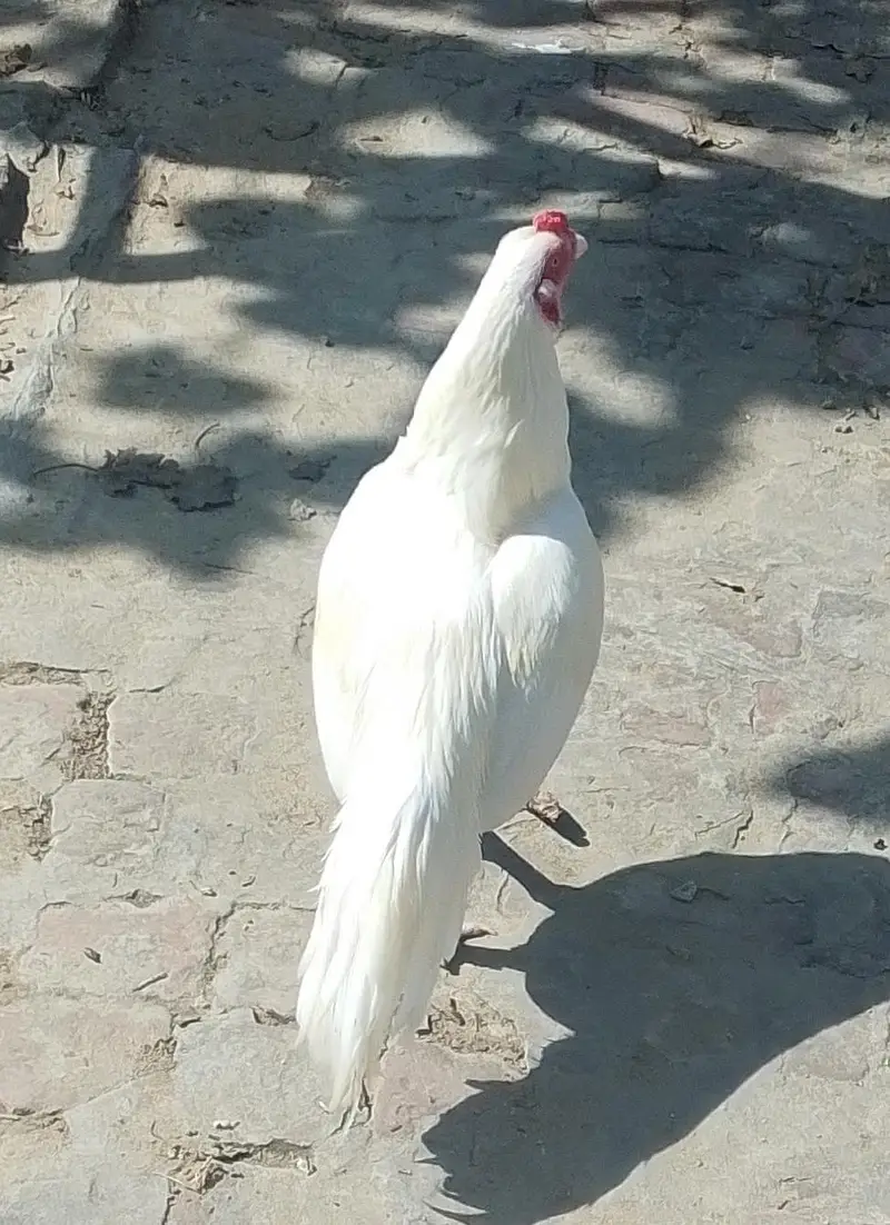 Heera Aseel Pair & Golden Buff Roosters Available for Sale — photo 4