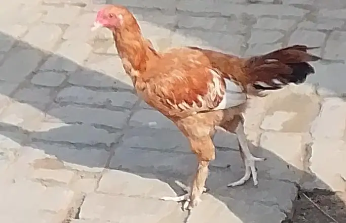Heera Aseel Pair & Golden Buff Roosters Available for Sale — photo 5
