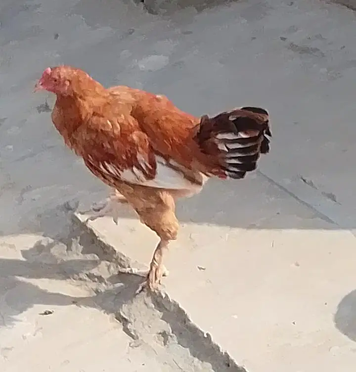 Heera Aseel Pair & Golden Buff Roosters Available for Sale — photo 6