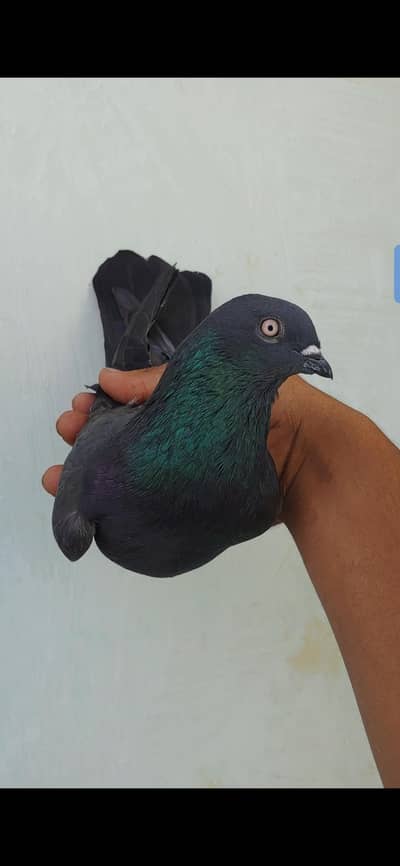 orignal shahjan pori femal for sale.