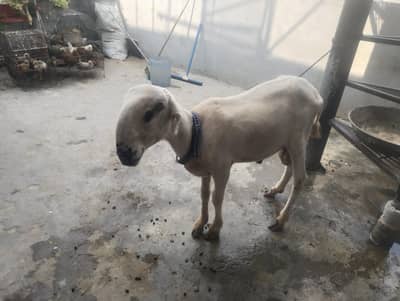 Bakra for sell