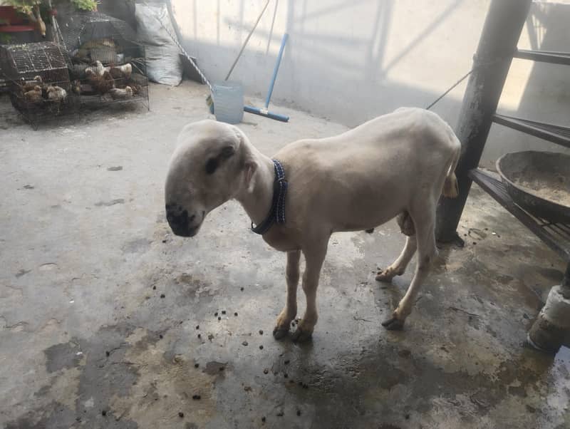Bakra for sell 0