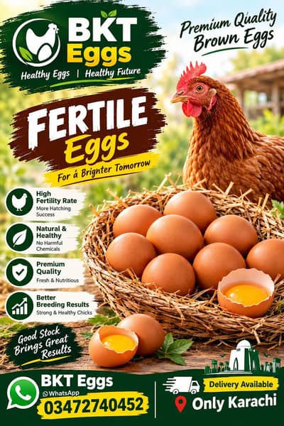 lohman brown eggs available