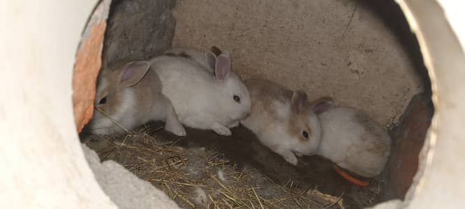 rabbit baby for sale 03224186572