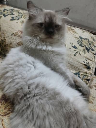 Himalayan Cat