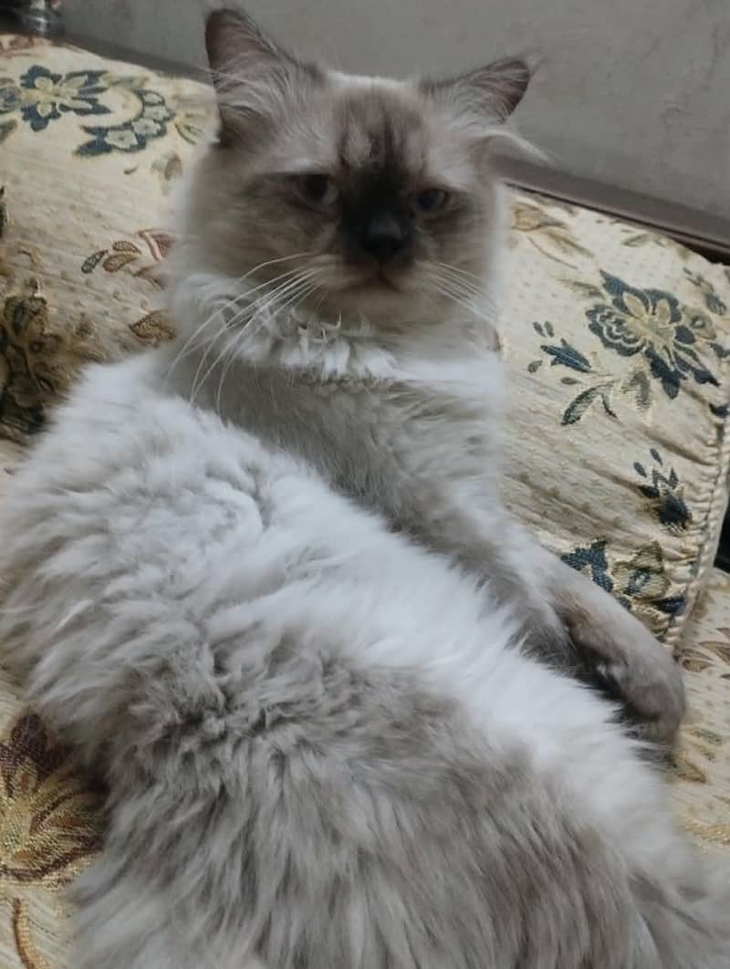 Himalayan Cat 0