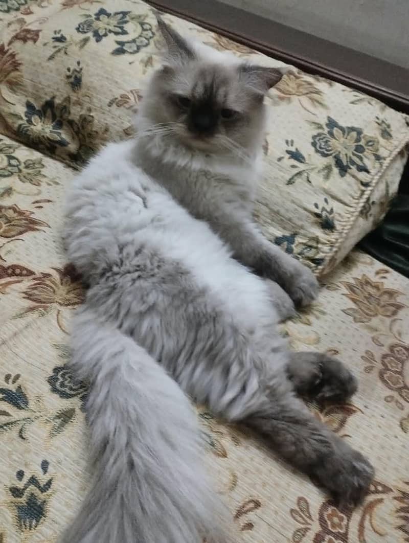 Himalayan Cat 1
