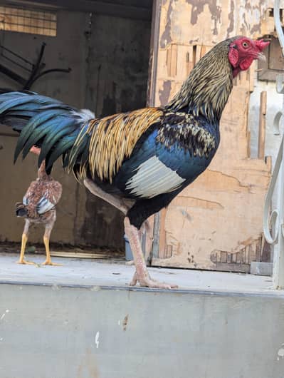 Murga Murgi for sale