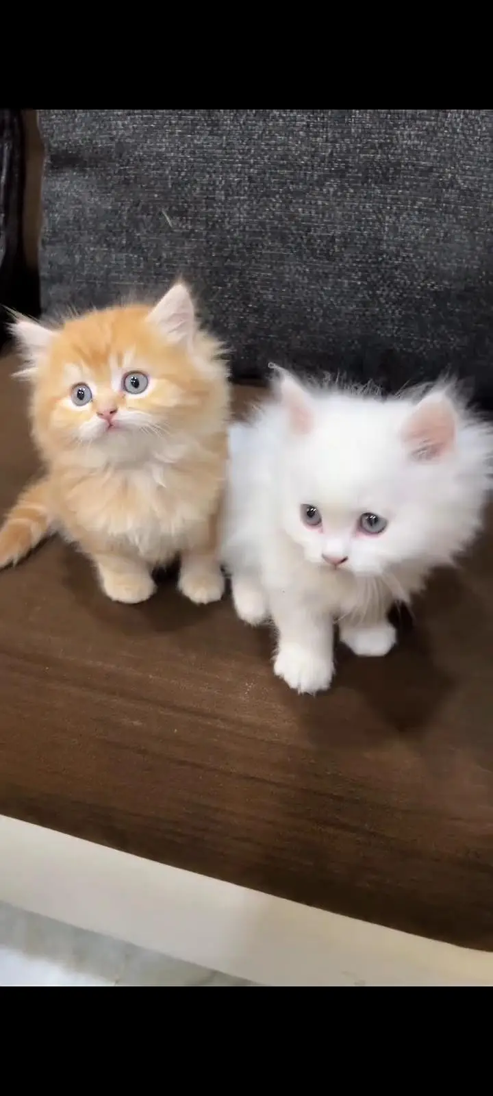 Persian kittens | triple coat | fluffy |0320//56065//57 — photo 3
