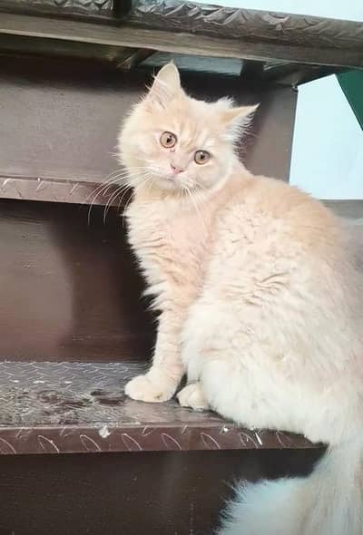Playful Persian Male Cat, 13 Months, Triple Coated, karachi