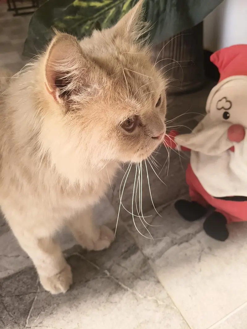 Playful Persian Male Cat, 13 Months, Triple Coated, karachi — photo 2
