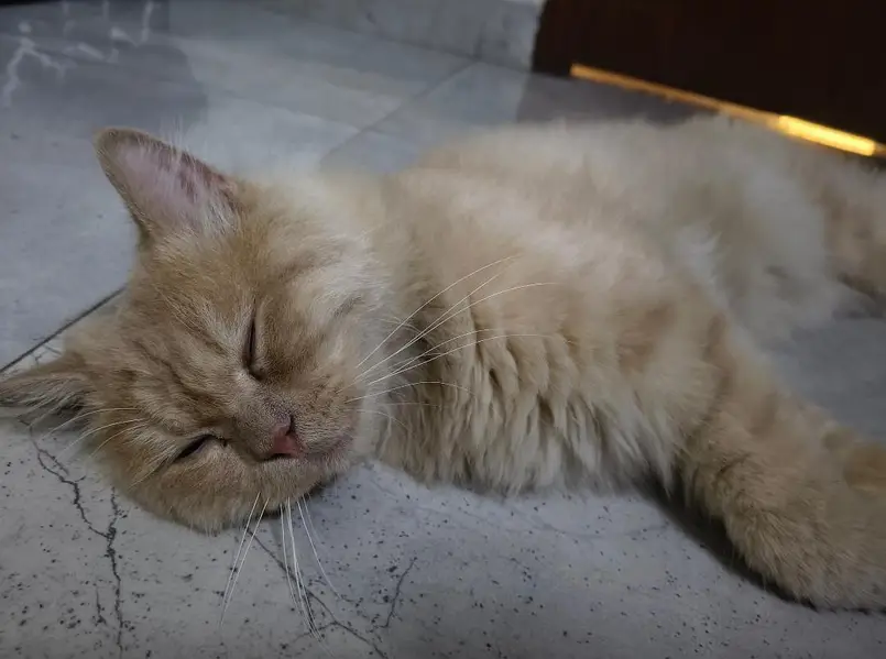 Playful Persian Male Cat, 13 Months, Triple Coated, karachi — photo 3