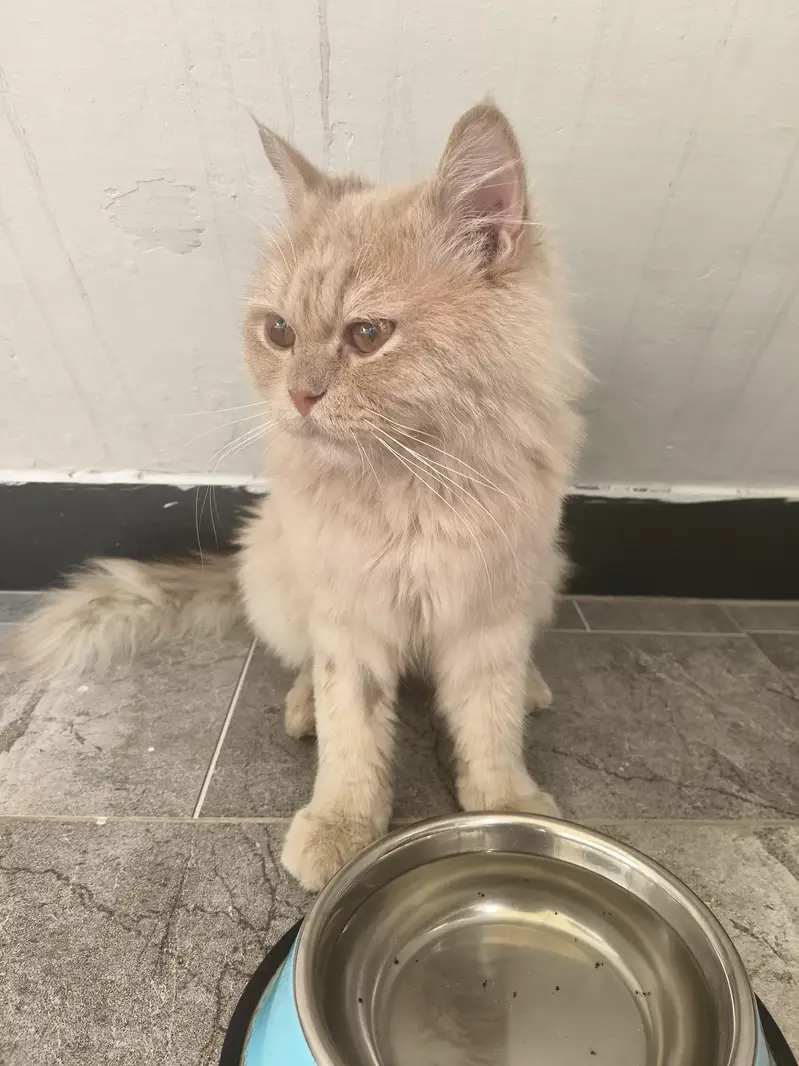 Playful Persian Male Cat, 13 Months, Triple Coated, karachi — photo 4