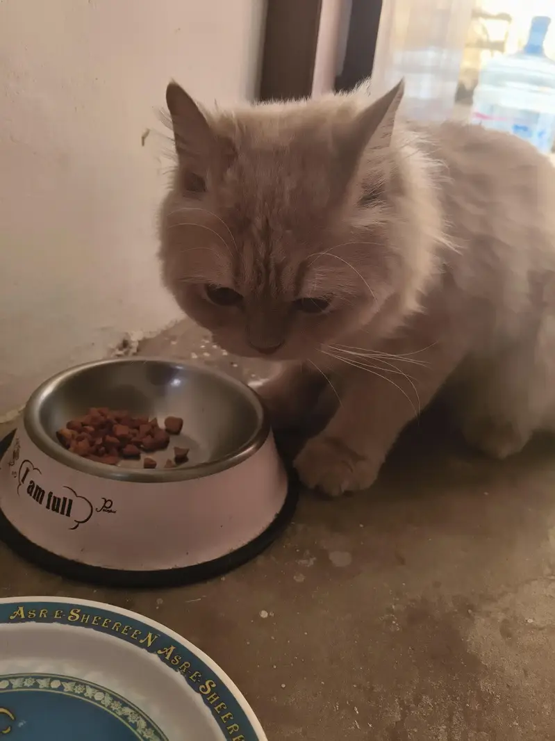 Playful Persian Male Cat, 13 Months, Triple Coated, karachi — photo 5