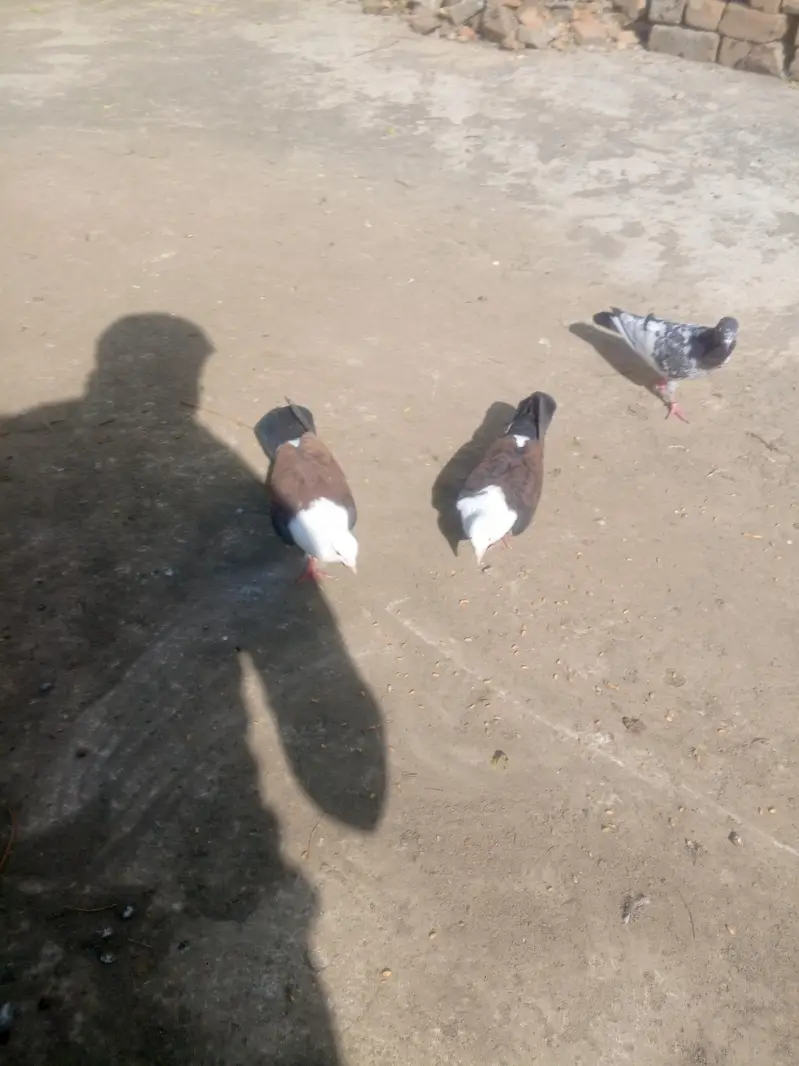 Karblai breeder Pair peety band — photo 4