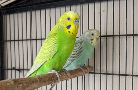 Beautiful Healthy Budgies Pair For Sale