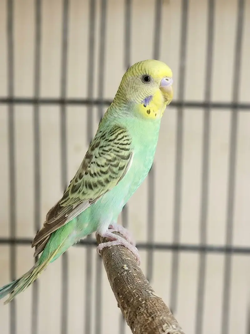Beautiful Healthy Budgies Pair For Sale — photo 2