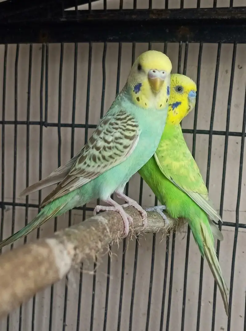 Beautiful Healthy Budgies Pair For Sale — photo 3