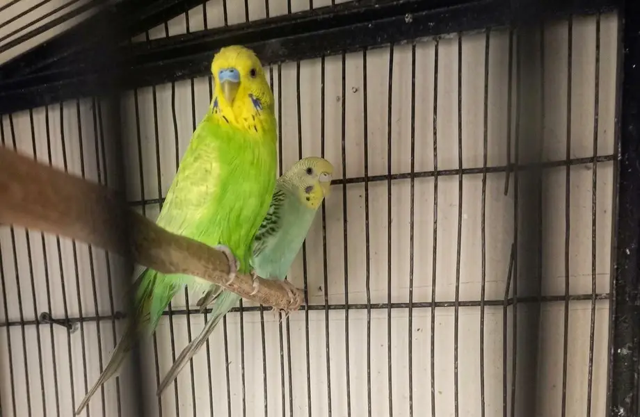 Beautiful Healthy Budgies Pair For Sale — photo 4