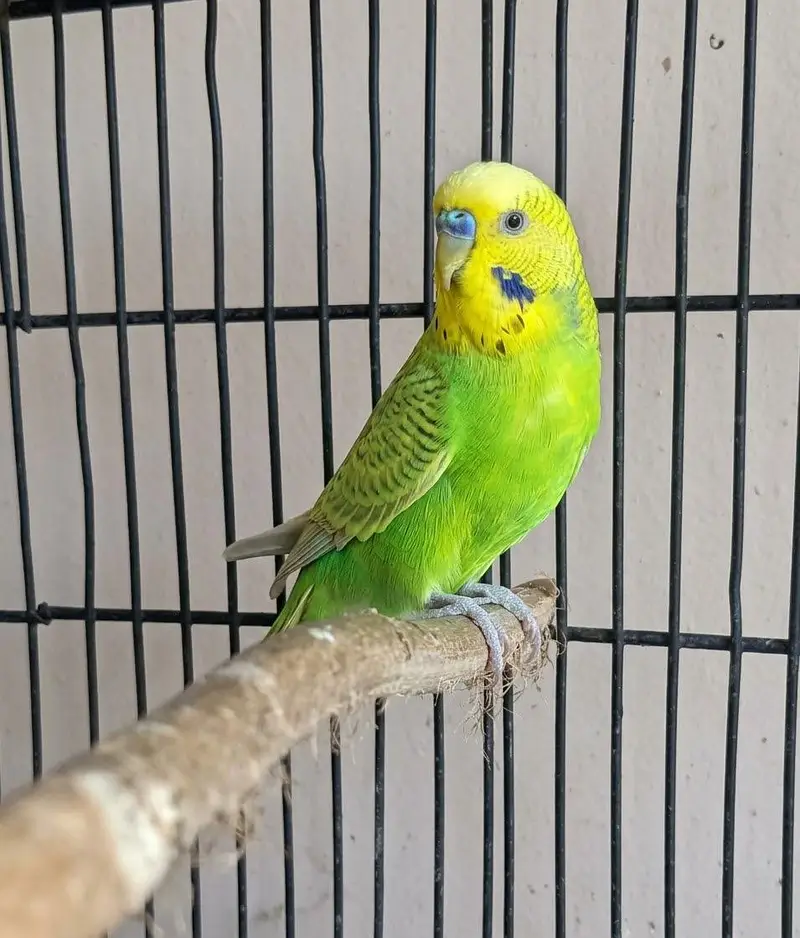 Beautiful Healthy Budgies Pair For Sale — photo 5