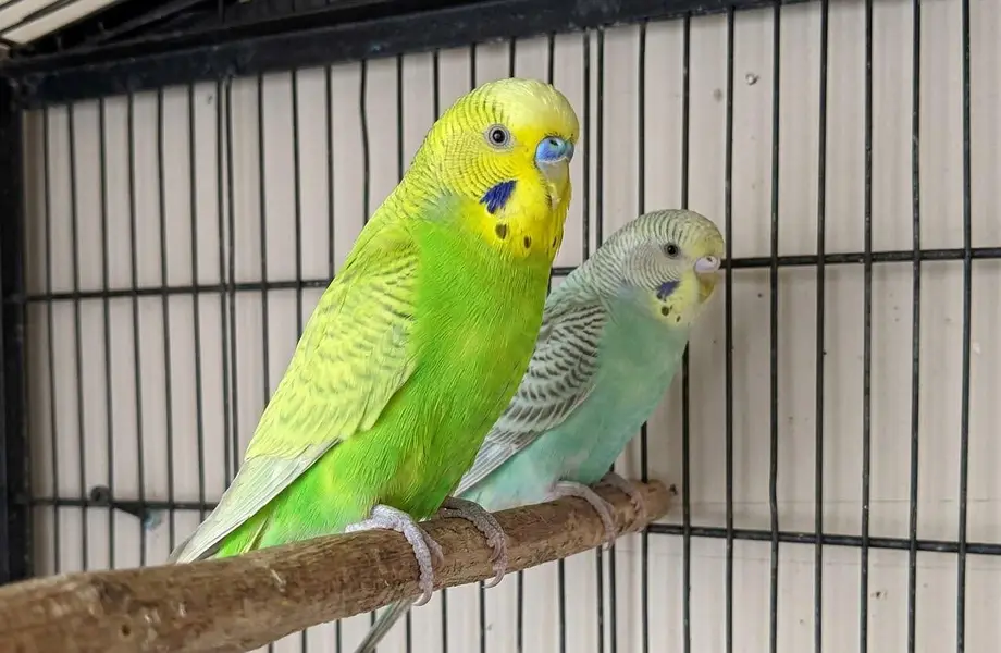 Beautiful Healthy Budgies Pair For Sale — photo 6