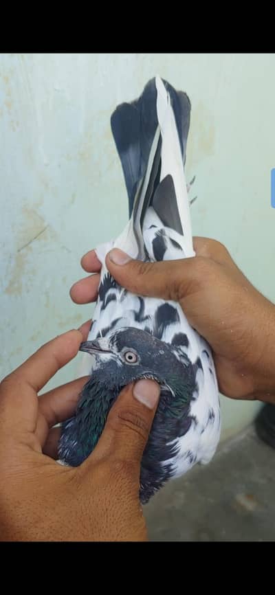 Chodri sakhi wali tady femal for sale.