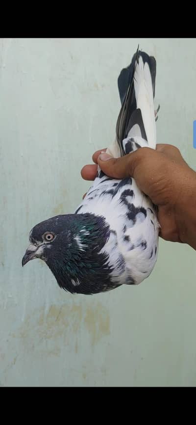 Chodri sakhi wali tady femal for sale.
