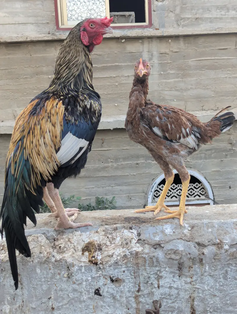 Murga Murgi for sale — photo 3