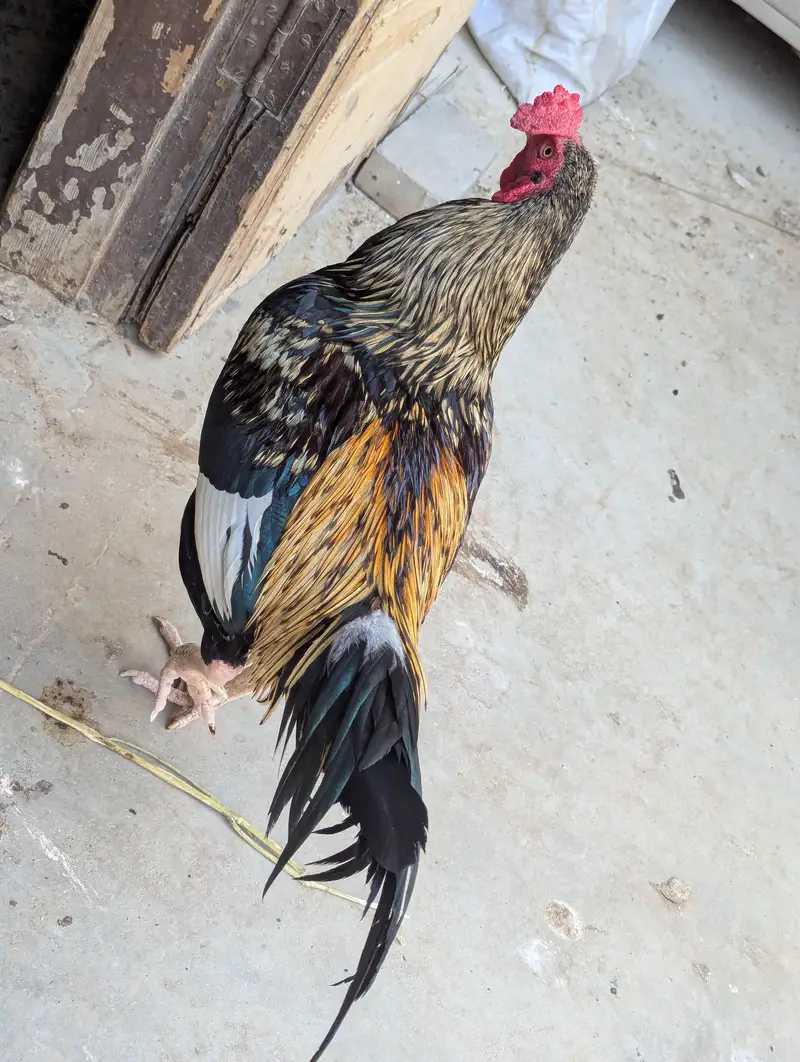 Murga Murgi for sale — photo 4