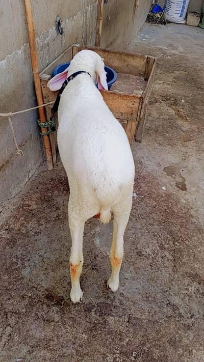 healthy Dumba Sheep For Sale